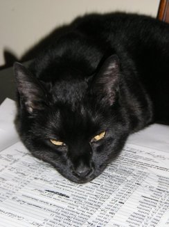 A pet cat lies on a reading list